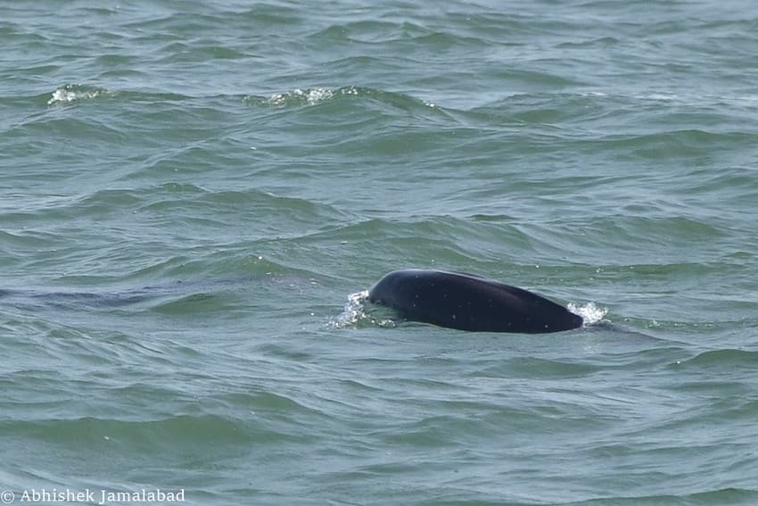 WCT BEES Grants - Assessing the status of humpback dolphins and finless porpoises in a marine biodiversity hotspot off the west coast of India