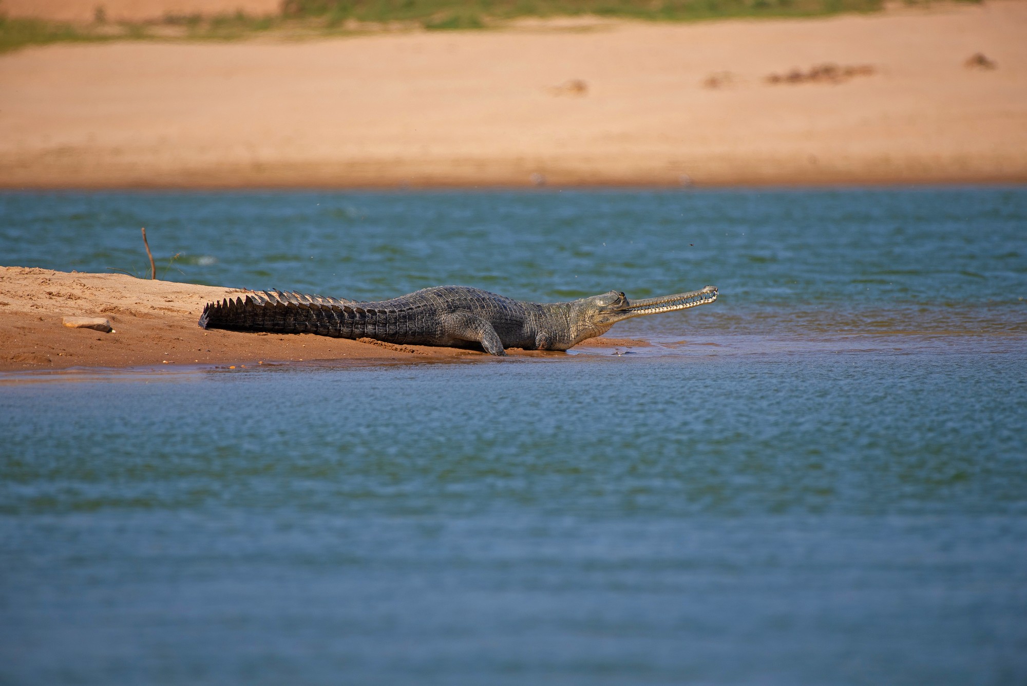 Gharials: Living on the Riverine Edge - The gharial is a large, long-snouted, fish-eating, river dwelling crocodilian endemic to the Indian subcontinent. Crocodilian traits such as being amphibious, large, predatory, long-lived, and reaching high densities, allow them to play important roles as ecosystem engineers, indicators of ecological health, and as drivers of nutrient and energy transfer across ecosystems. A basking gharial is alerted by our survey boat. Regular surveys are essential to monitor gharial populations and habitats, especially since threats such as sand-mining and fishing are a constant menace for these crocodilians. Photo: Dr. Anish Andheria.