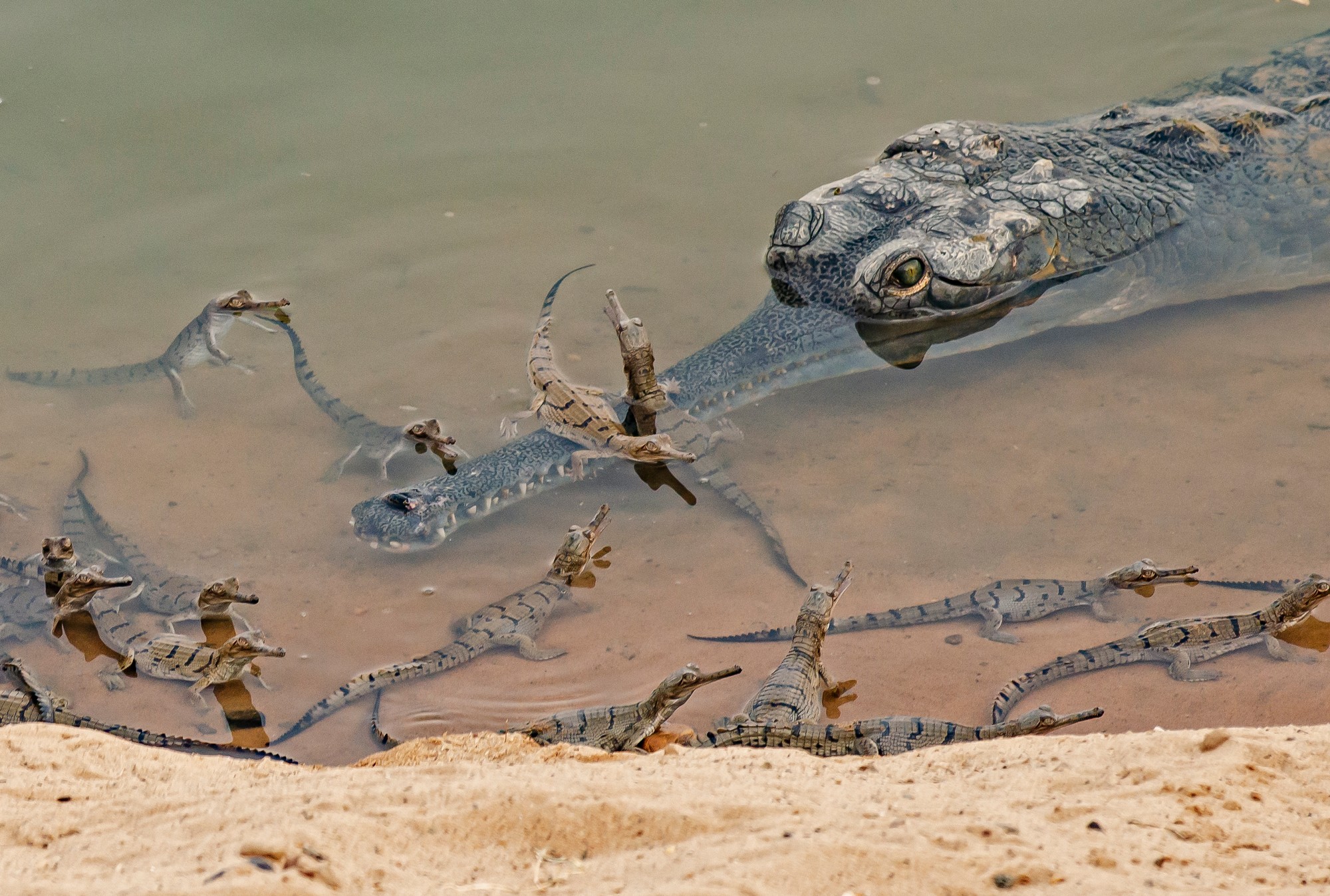 Gharials: Living on the Riverine Edge - The gharial is a large, long-snouted, fish-eating, river dwelling crocodilian endemic to the Indian subcontinent. Crocodilian traits such as being amphibious, large, predatory, long-lived, and reaching high densities, allow them to play important roles as ecosystem engineers, indicators of ecological health, and as drivers of nutrient and energy transfer across ecosystems. A gharial female watches over hatchlings. Parental care is well-documented – hatchlings from several nests will aggregate in creches that are guarded by females and a large male over the first few weeks. Photo: Dhritiman Mukherjee.