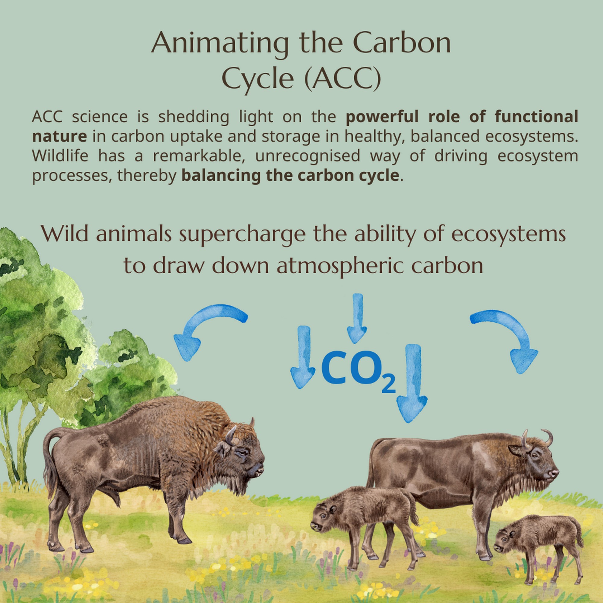 Rewilded Bison are Climate Heroes: In new research, it has been found that a group of 170 European Bison, through their grazing in an area of 48 sq. km. of grasslands in a wider landscape of 300 sq. km. help to capture approximately an additional 2 million tons of carbon per year, nearly 10 times more than without the Bison. This corresponds to the CO2 released by up to 84,000 average US petrol cars, annually.
