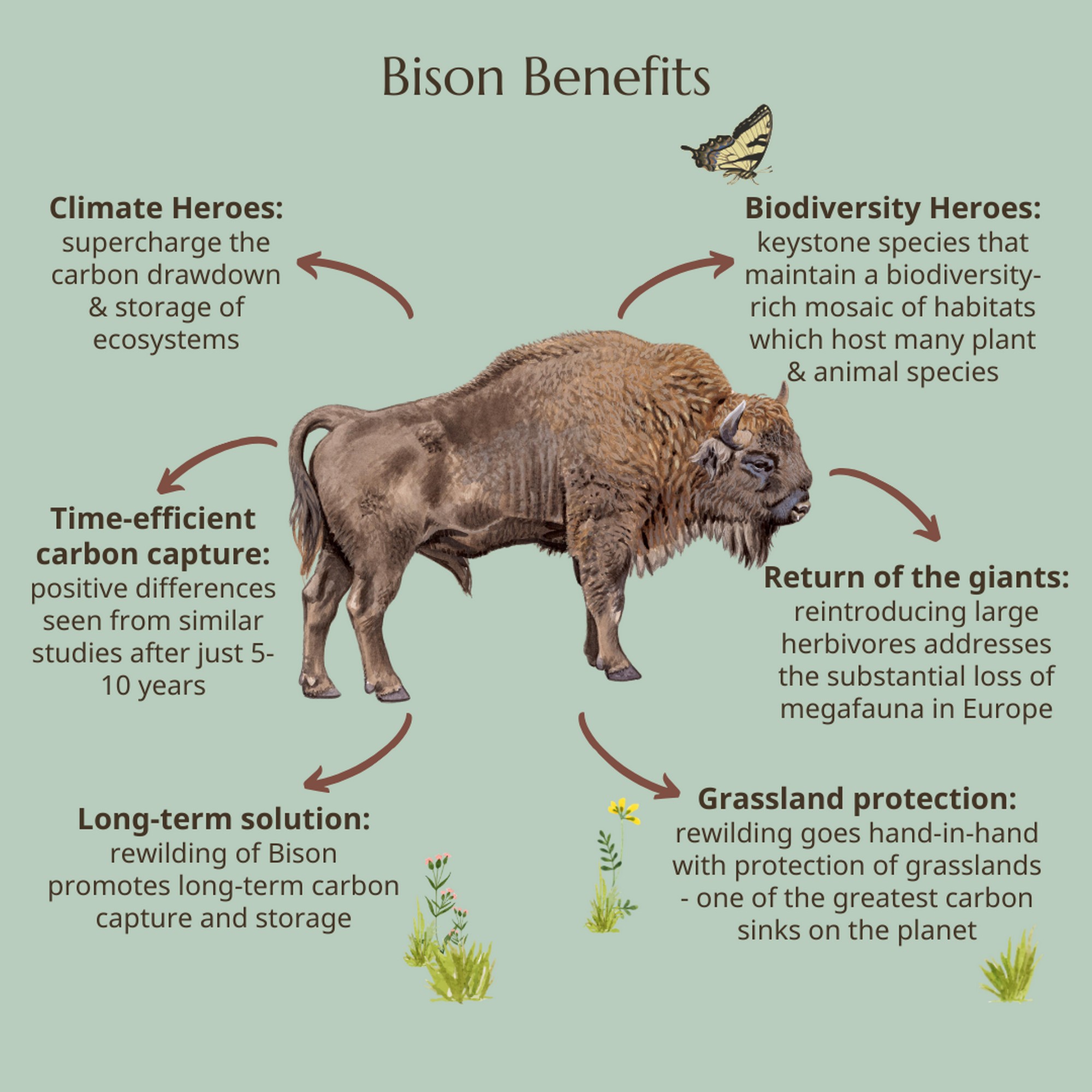 Rewilded Bison are Climate Heroes: In new research, it has been found that a group of 170 European Bison, through their grazing in an area of 48 sq. km. of grasslands in a wider landscape of 300 sq. km. help to capture approximately an additional 2 million tons of carbon per year, nearly 10 times more than without the Bison. This corresponds to the CO2 released by up to 84,000 average US petrol cars, annually.