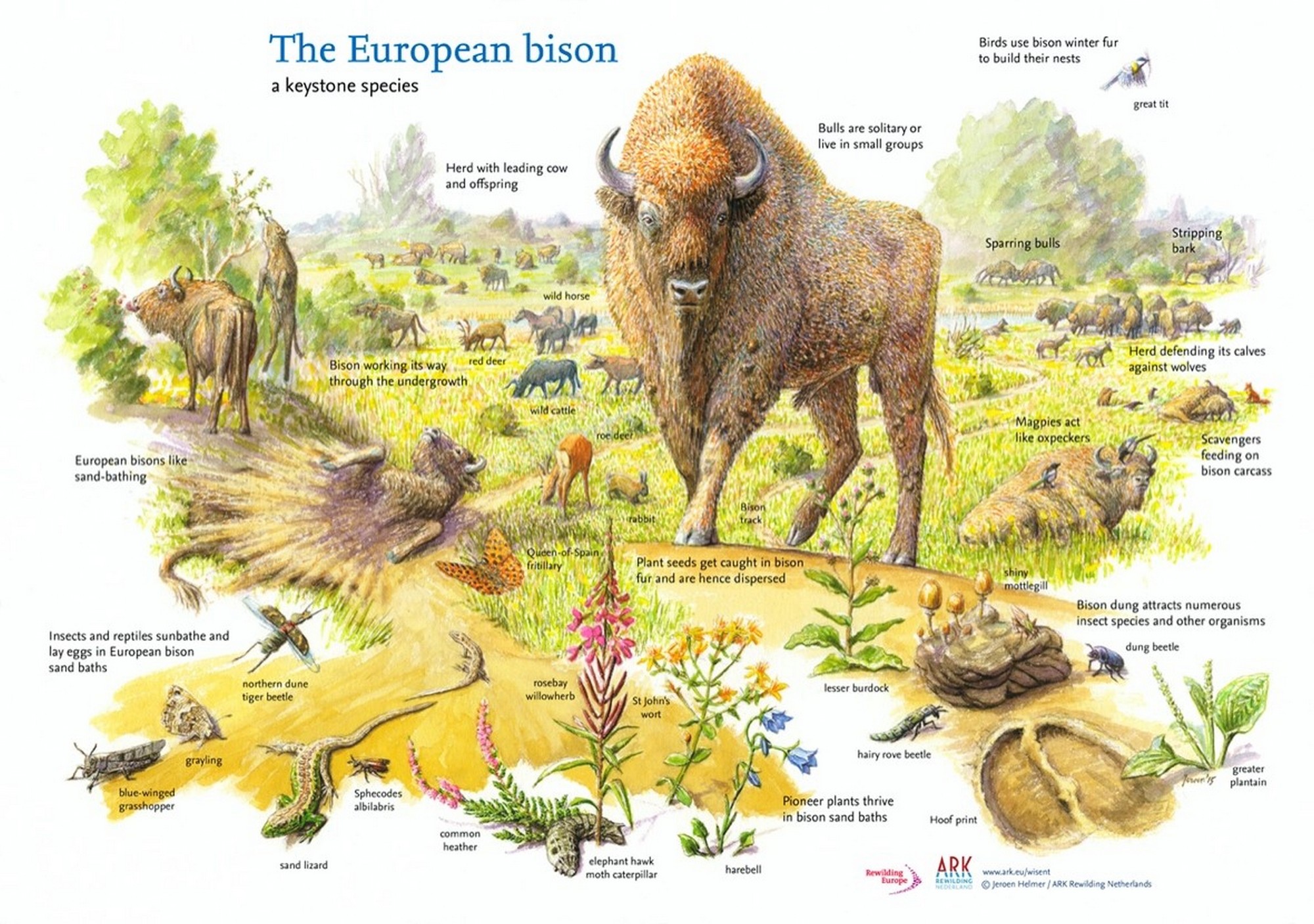 Rewilded Bison are Climate Heroes: In new research, it has been found that a group of 170 European Bison, through their grazing in an area of 48 sq. km. of grasslands in a wider landscape of 300 sq. km. help to capture approximately an additional 2 million tons of carbon per year, nearly 10 times more than without the Bison. This corresponds to the CO2 released by up to 84,000 average US petrol cars, annually.
