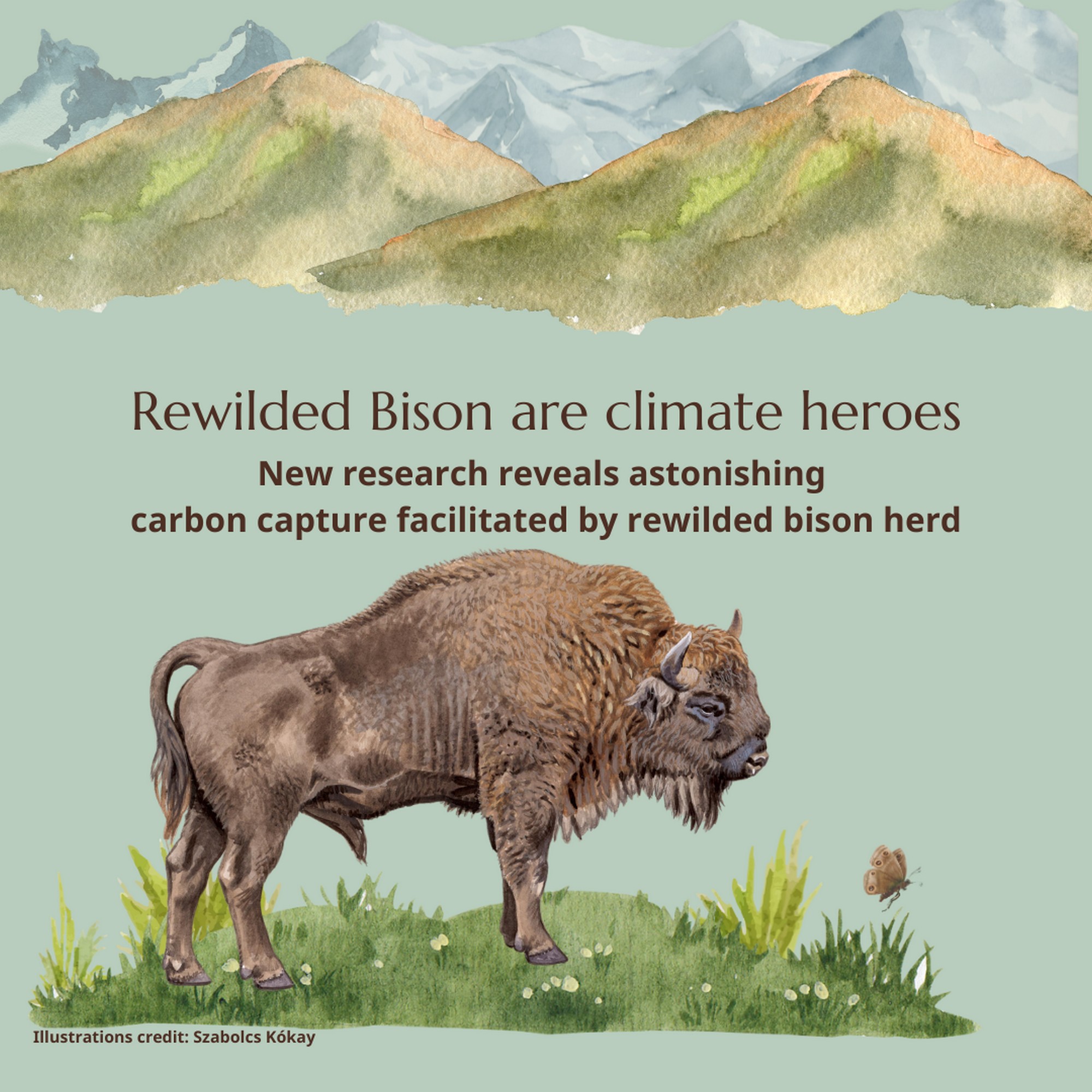 Rewilded Bison are Climate Heroes: In new research, it has been found that a group of 170 European Bison, through their grazing in an area of 48 sq. km. of grasslands in a wider landscape of 300 sq. km. help to capture approximately an additional 2 million tons of carbon per year, nearly 10 times more than without the Bison. This corresponds to the CO2 released by up to 84,000 average US petrol cars, annually.