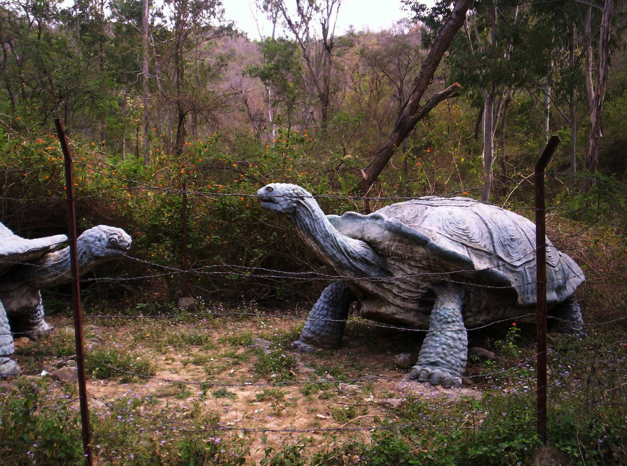 The Siwaliks: Fossil Heaven On Earth - Fiberglass life-size models of Megalochelys atlas, an extinct giant turtle, which once lived in the Siwalik Hill ranges.
