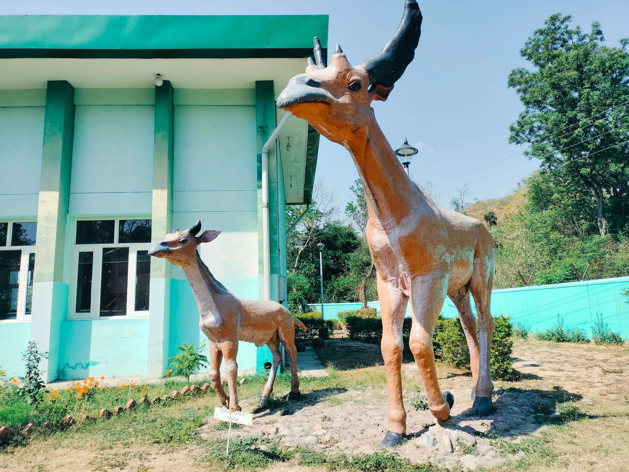 The Siwaliks: Fossil Heaven On Earth - The extinct ancestors of the modern giraffe called the four-horned giraffes (Sivatherium giganteum) which stood two meters high at the shoulders.