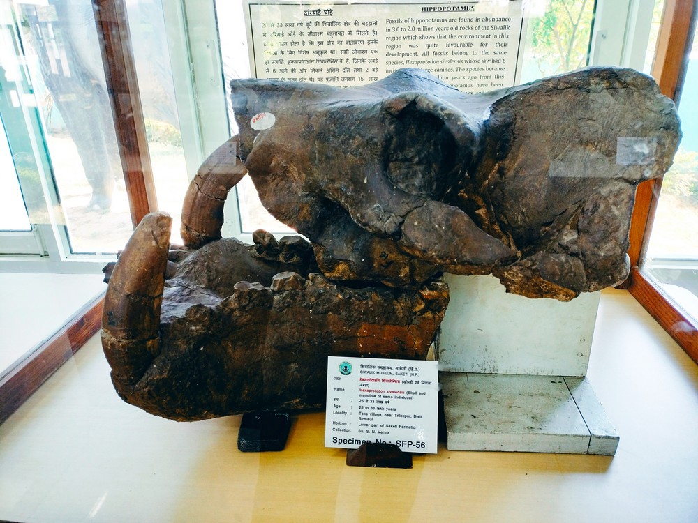 The Siwaliks: Fossil Heaven On Earth - Fossilised skull and mandible and teeth and jaw fragments of the extinct species of hippopotamus Hexaprotodon sivalensis from 2.5 to 3.3. million years ago.