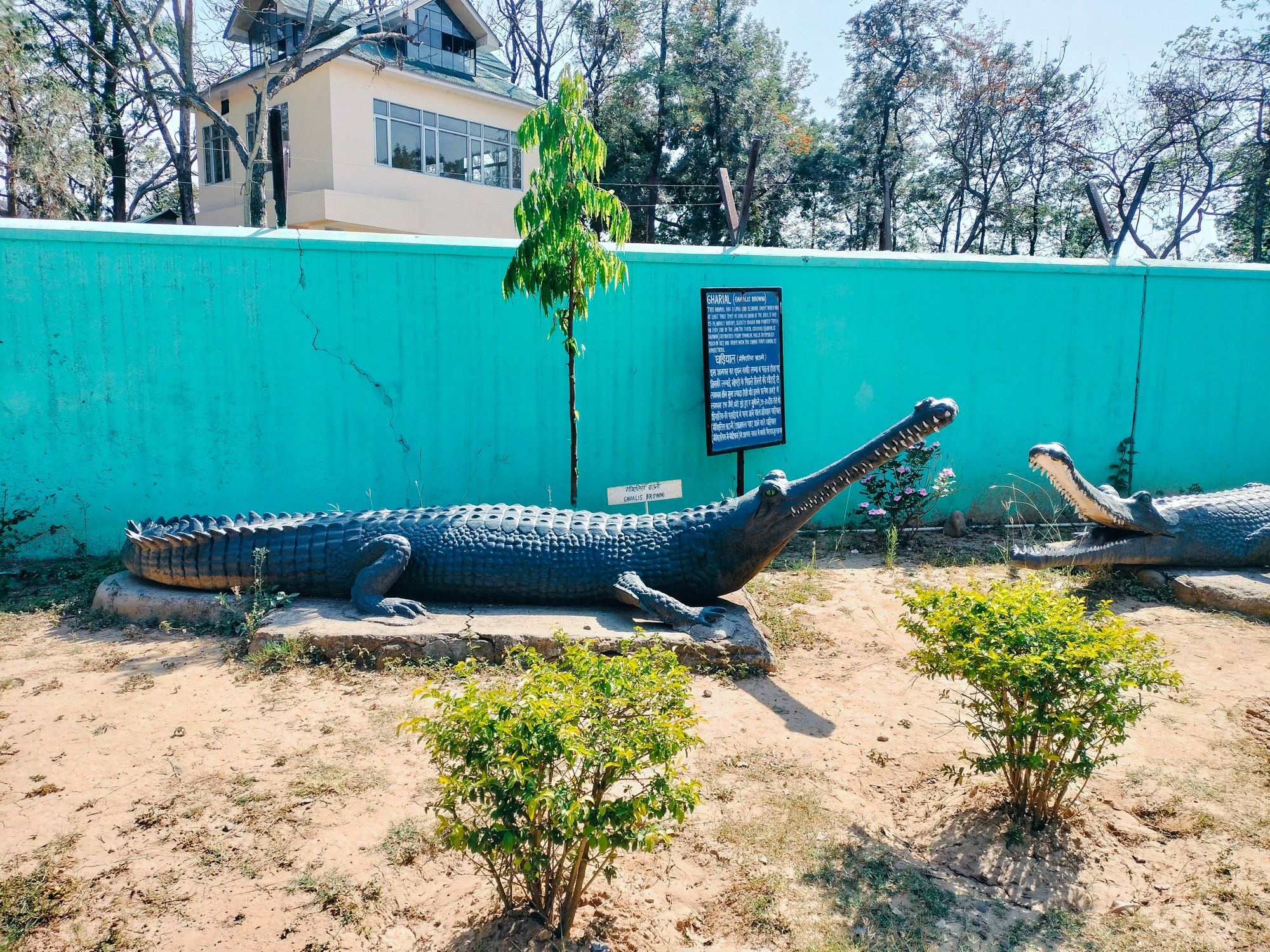 The Siwaliks: Fossil Heaven On Earth - A life-sized fiberglass model of a extinct gharial species (Gavialis sp.) displayed at the Siwalik museum.
