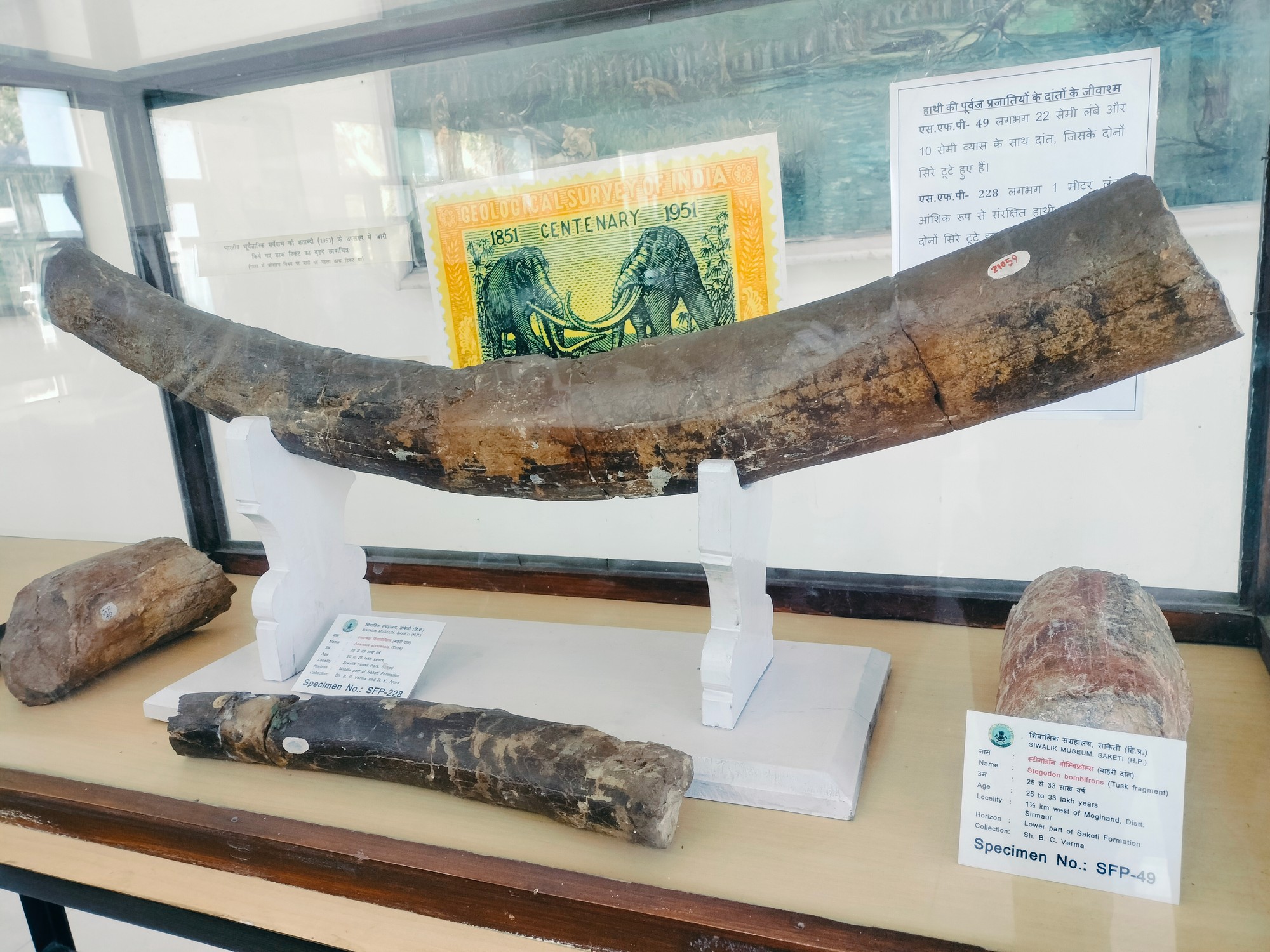 The Siwaliks: Fossil Heaven On Earth - Approximately one metre long fossil tusk of a giant extinct elephant relative Anancus sivalensis from the Siwalik region on display at the museum. In the background you can see a picture of the stamp depicting Stegodon ganesa that was issued by the Geological Survey of India in 1951.