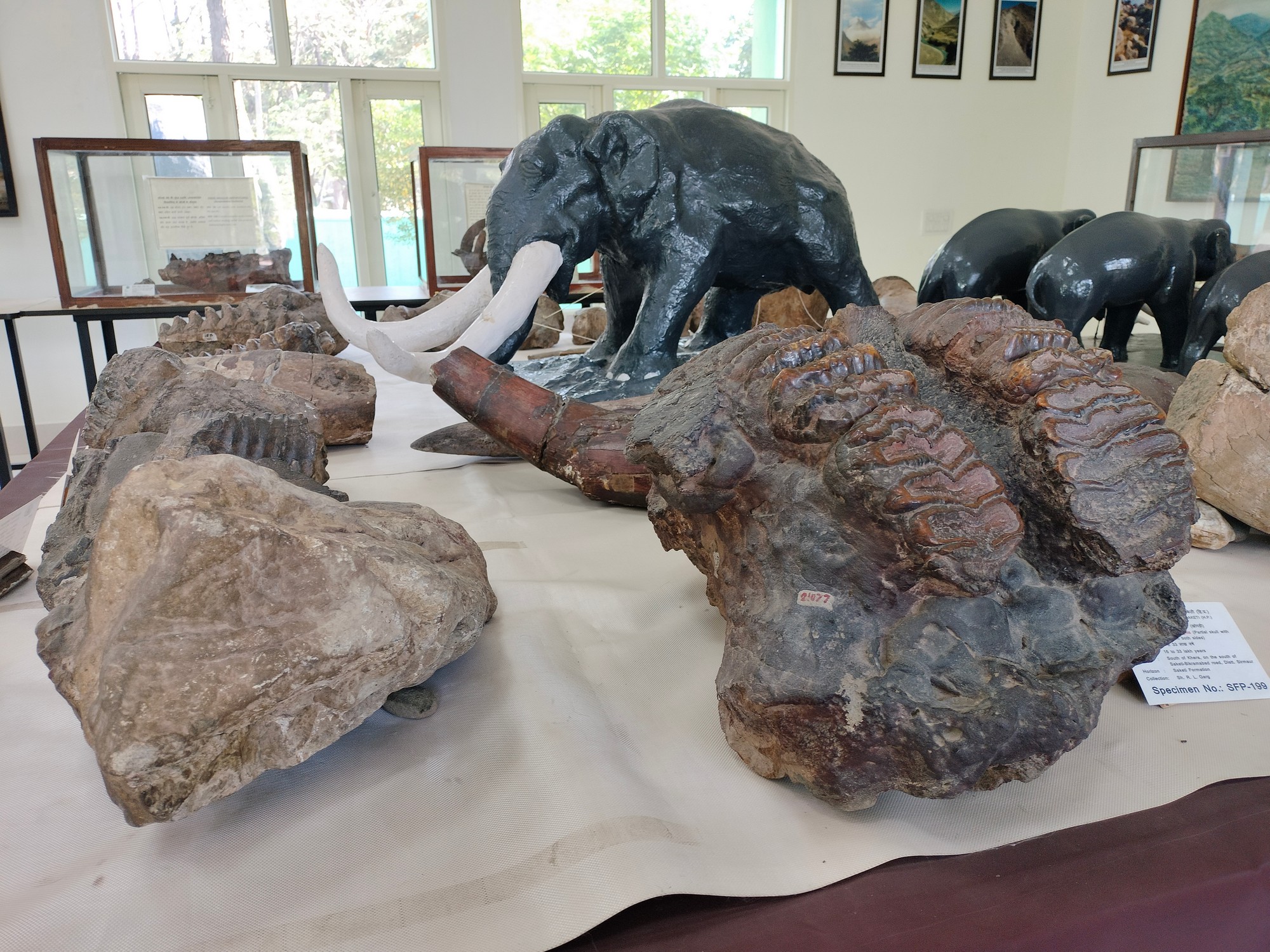 The Siwaliks: Fossil Heaven On Earth - The fossils of various extinct elephant species from the Siwalik region on display at the Siwalik museum (top); and a partial skull with the molar teeth structure of elephant species Stegodon insignis (bottom) clearly visible.