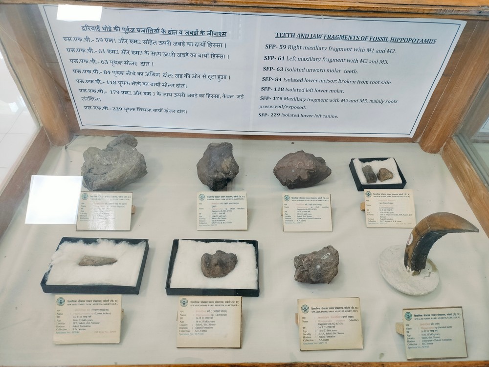 The Siwaliks: Fossil Heaven On Earth - Fossilised skull and mandible and teeth and jaw fragments of the extinct species of hippopotamus Hexaprotodon sivalensis from 2.5 to 3.3. million years ago.