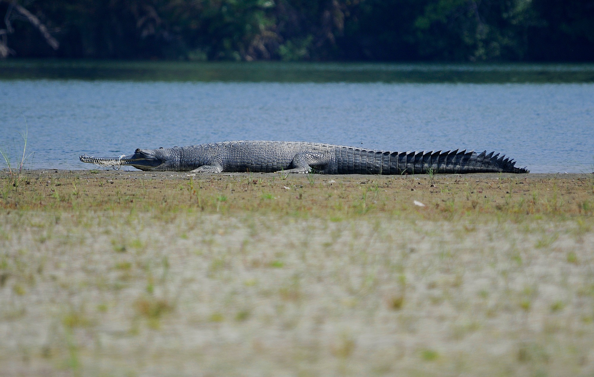 Gharials: Living on the Riverine Edge - The gharial is a large, long-snouted, fish-eating, river dwelling crocodilian endemic to the Indian subcontinent. Crocodilian traits such as being amphibious, large, predatory, long-lived, and reaching high densities, allow them to play important roles as ecosystem engineers, indicators of ecological health, and as drivers of nutrient and energy transfer across ecosystems. Their long, thin snouts make gharials extremely susceptible to getting entangled in fishing nets, and many eventually starve to death being unable to feed. Photo: Dr. Anish Andheria.