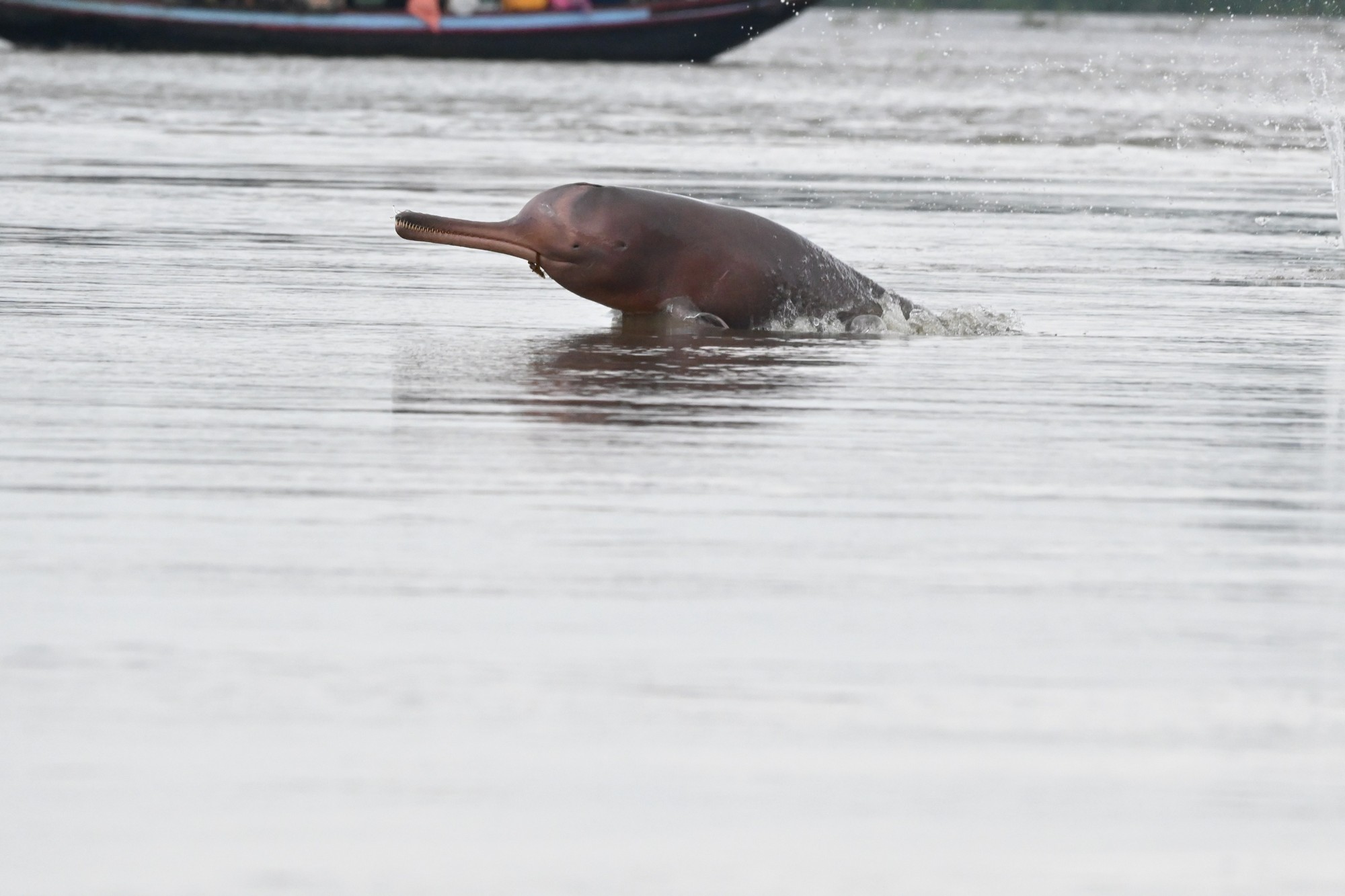 Using ‘Moths’ to Hear Dolphins - As part of WCT’s Riverine Ecosystems and Livelihoods (REAL) programme and WildTech project, we are now monitoring Ganges river dolphins with the use of HydroMoths. In the course of evolution, the Ganges river dolphins have lost their eyesight almost entirely, since the freshwater river habitats in which they live in have very low visibility due to high sediment content. Instead, they emit ultrasonic sounds which bounce off objects around them, including live prey, helping them ‘see with their ears’ and navigate the murky waters. ©Soumen Bakshi/WCT