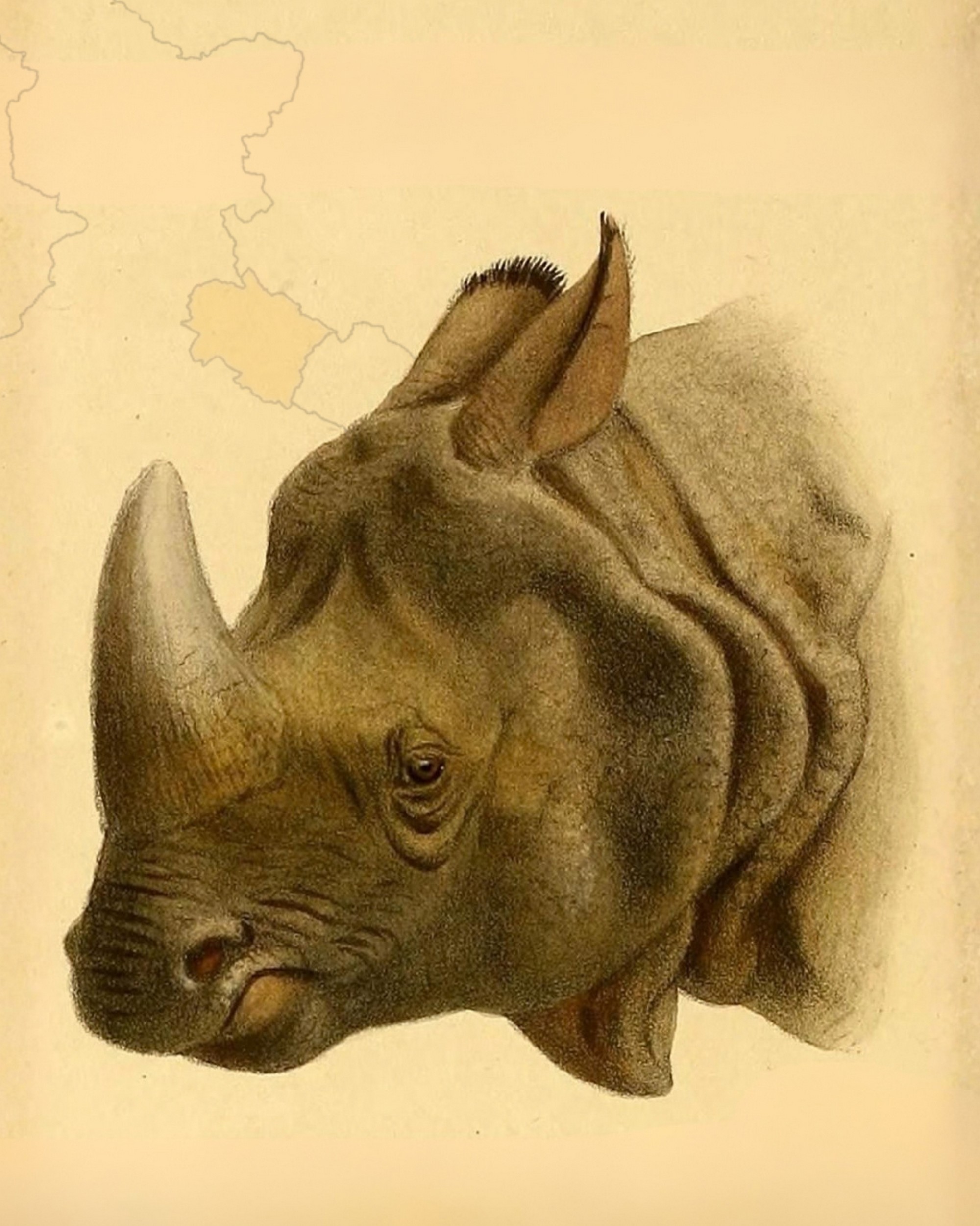 While most people naturally associate the Great Indian Rhinoceros with Assam, West Bengal, Nepal, or even Uttar Pradesh and Bihar, few would ever link it to Uttarakhand. Surprisingly, however, one of the earliest visual records of the Indian rhino in the wild actually originates from Kotdwara—a former Himalayan gateway town that has now transformed into a bustling city in Uttarakhand's Garhwal region.