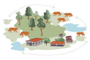 Tigers, Forests, & Communities: Wildlife Conservation Trust (WCT) is working towards safeguarding the tiger corridors in the CIL through an integrated approach that lays equal emphasis on both local communities and forests.
