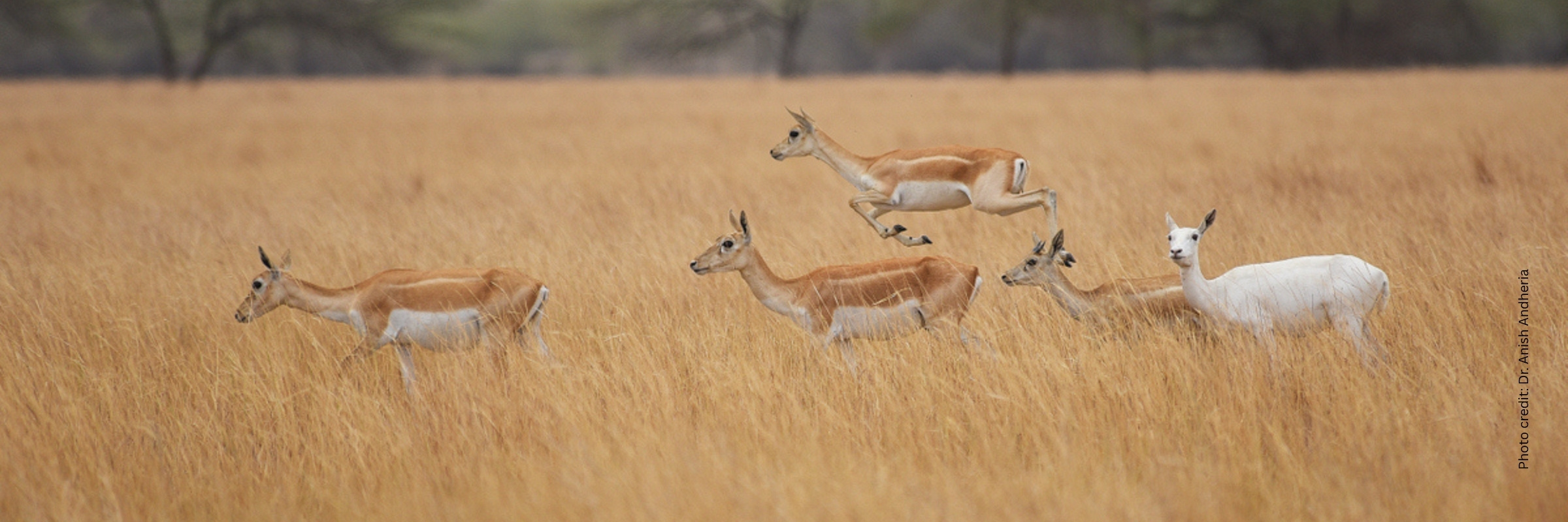 The Wildlife Conservation Trust (WCT), in collaboration with H T Parekh Foundation, undertook a unique flagship project titled ‘Fiscal Principles: An Impetus for Natural Capital’ with a vision to drive policies that create incentives for governing bodies to achieve developmental goals without compromising on ecosystem services.
