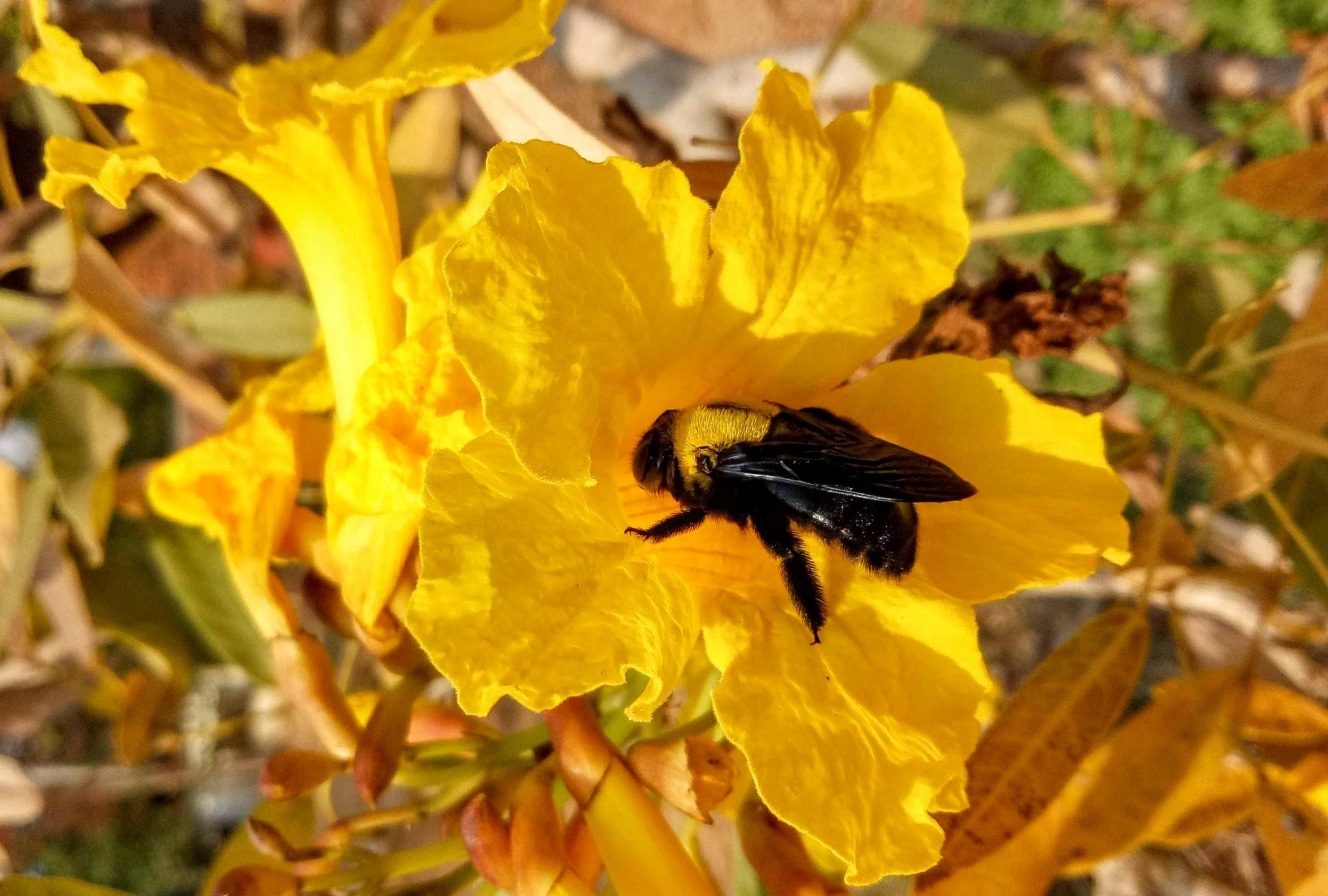 Don’t Kill That Spider! Rescue It - Carpenter bee. © Purva Variyar