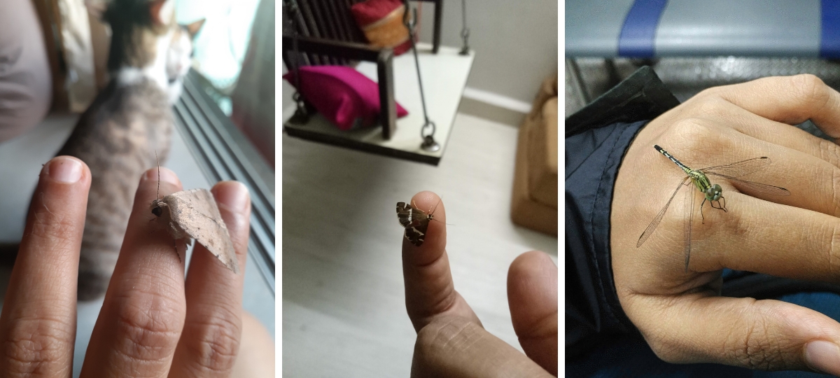 Don’t Kill That Spider! Rescue It.