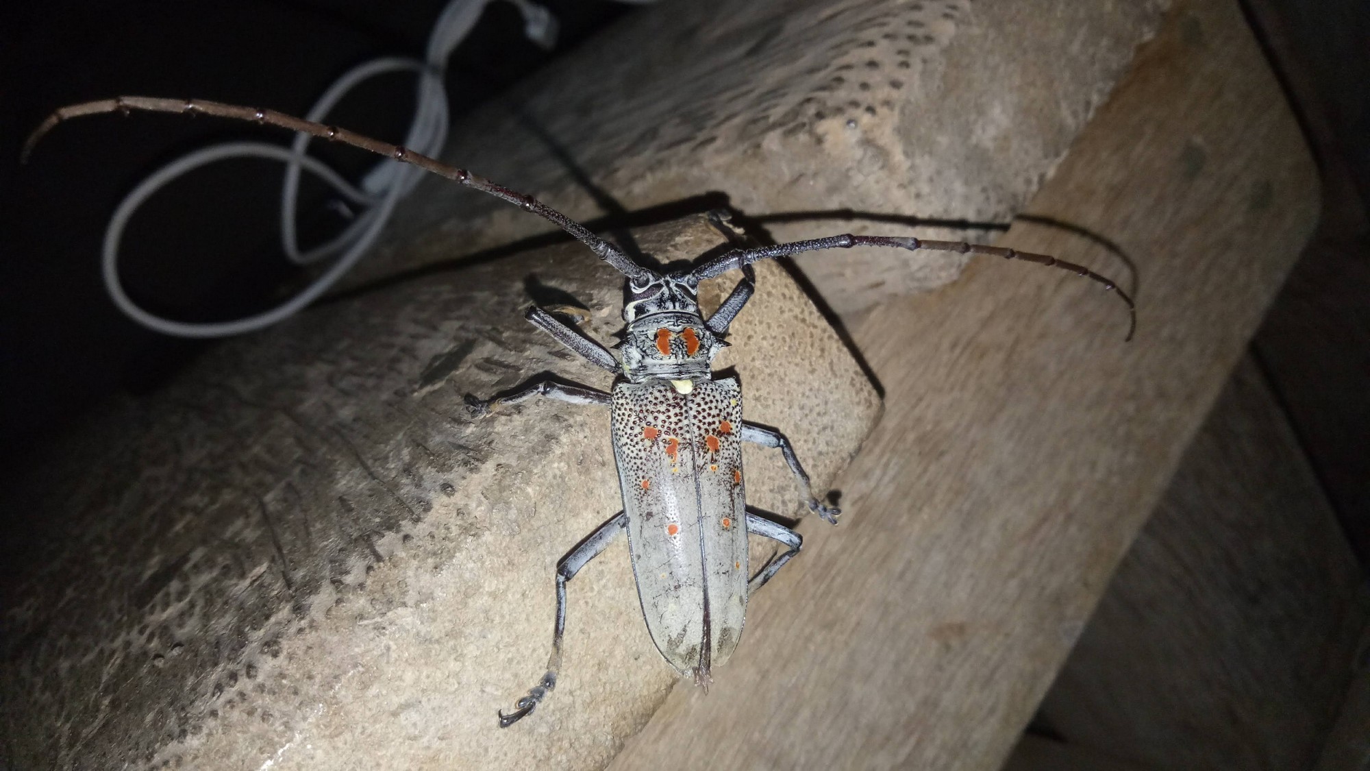 Don’t Kill That Spider! Rescue It - Longhorn beetle (Mango stem borer) Batocera rufomaculata © Purva Variyar