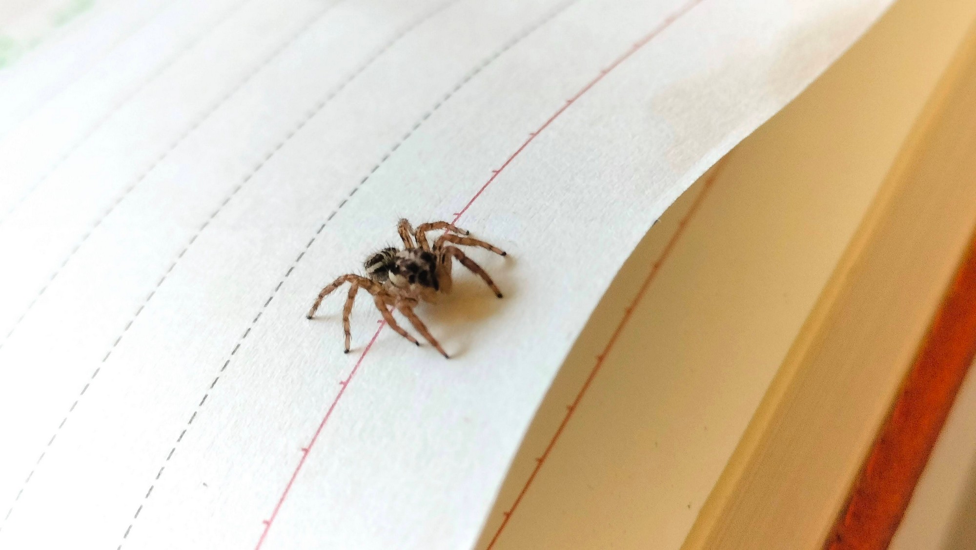 Don’t Kill That Spider! Rescue It - Pantropical jumping spider (Plexippus paykulli) © Purva Variyar