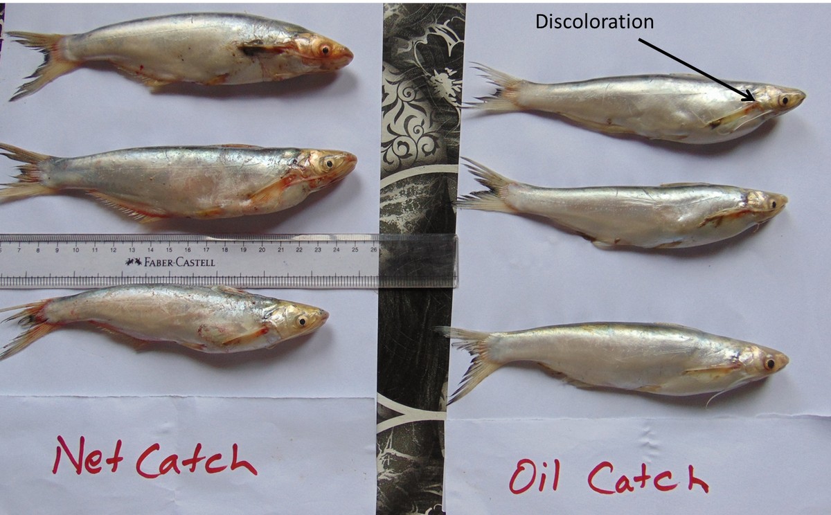 Untangling a Silent Threat in the Ganges - Differences in the appearance of Clupisoma caught in gillnets (left) and those caught with dolphin oil (right). Apart from the latter being paler and discoloured, net catches appear redder and have intact natural colouration. ©Subhasis Dey/WCT