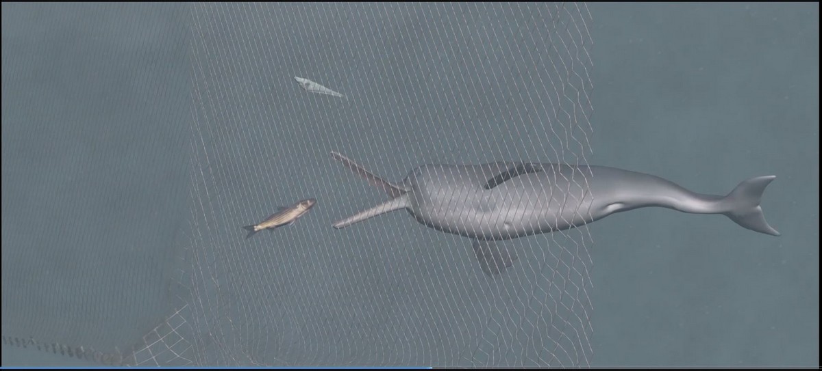 Untangling a Silent Threat in the Ganges - Ganges river dolphins echolocate constantly but may still not be able to detect large-meshed gillnets, leading to entanglement and eventual death. Artwork ©Soumen Bakshi/WCT