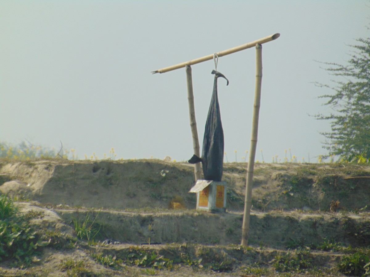 Untangling a Silent Threat in the Ganges - A Ganges river dolphin poached for its oil in the Kosi river in 2023. The carcass was hung in the open in full public view. ©Subhasis Dey/WCT.