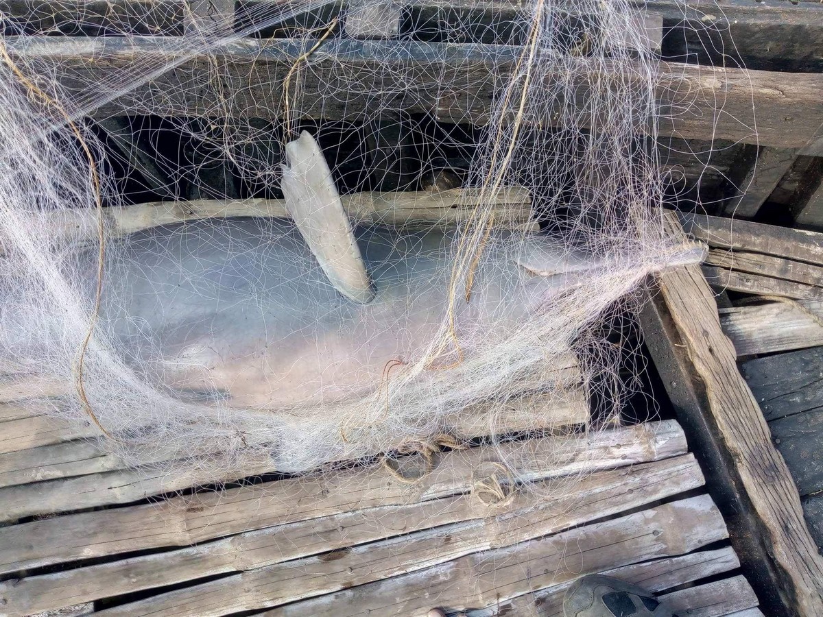Untangling a Silent Threat in the Ganges - A Ganges river dolphin accidently caught in gillnet. ©Soumen Bakshi/WCT