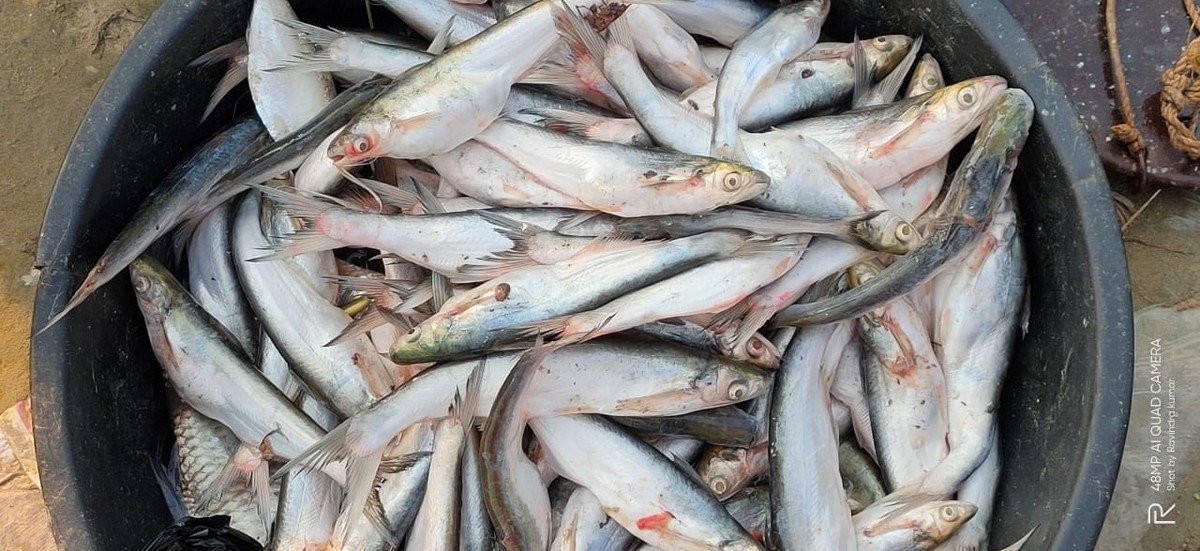 Untangling a Silent Threat in the Ganges - The Ganges river dolphins are often illegally exploited for their oil which is used as bait for catching Clupisoma garua, a species of catfish found in Gangetic plain rivers. ©/WCT
