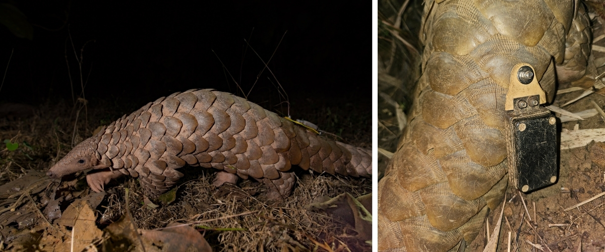 Man’s Best Friend: Sniffer Dogs Aid in Indian Pangolin Conservation - A tale of human-canine collaboration to save India’s elusive mammal. A rescued Indian pangolin with a radio tag attached to one of its scales by field biologists and veterinarians from WCT and the Madhya Pradesh Forest Department. ©Aditya Joshi/WCT