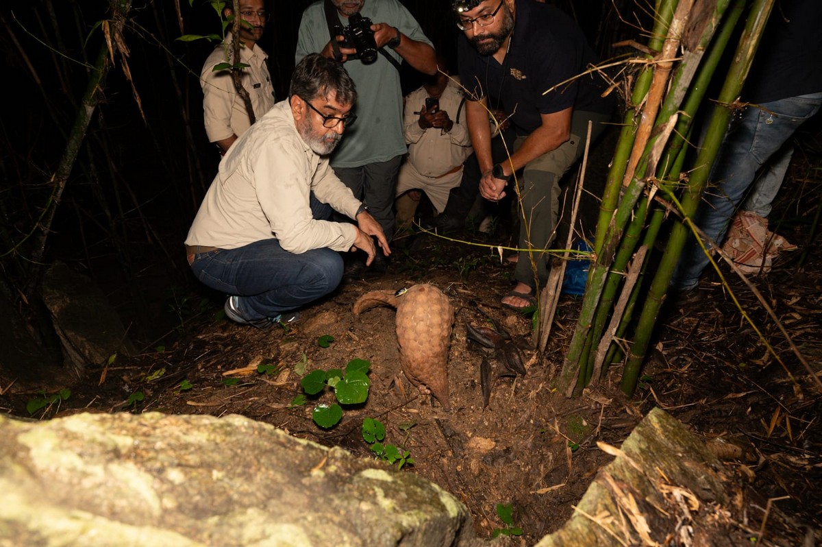 Man’s Best Friend: Sniffer Dogs Aid in Indian Pangolin Conservation - A tale of human-canine collaboration to save India’s elusive mammal. Forest officers and the WCT team releasing a radio-tagged pangolin. ©WCT/MPFD.
