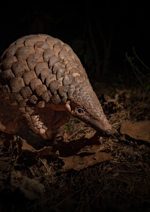 Man’s Best Friend: Sniffer Dogs Aid in Indian Pangolin Conservation - A tale of human-canine collaboration to save India’s elusive mammal
