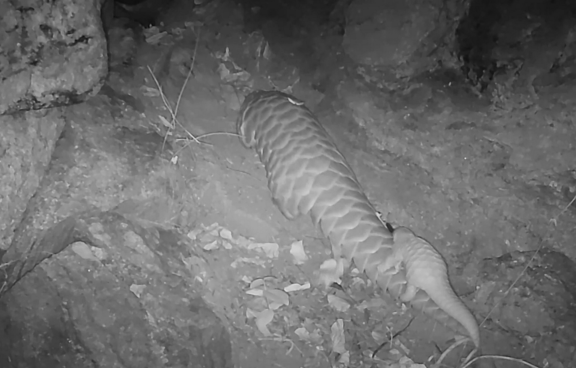 Man’s Best Friend: Sniffer Dogs Aid in Indian Pangolin Conservation - A tale of human-canine collaboration to save India’s elusive mammal. One of the released females captured on a camera trap along with its young one. ©WCT/MPFD.