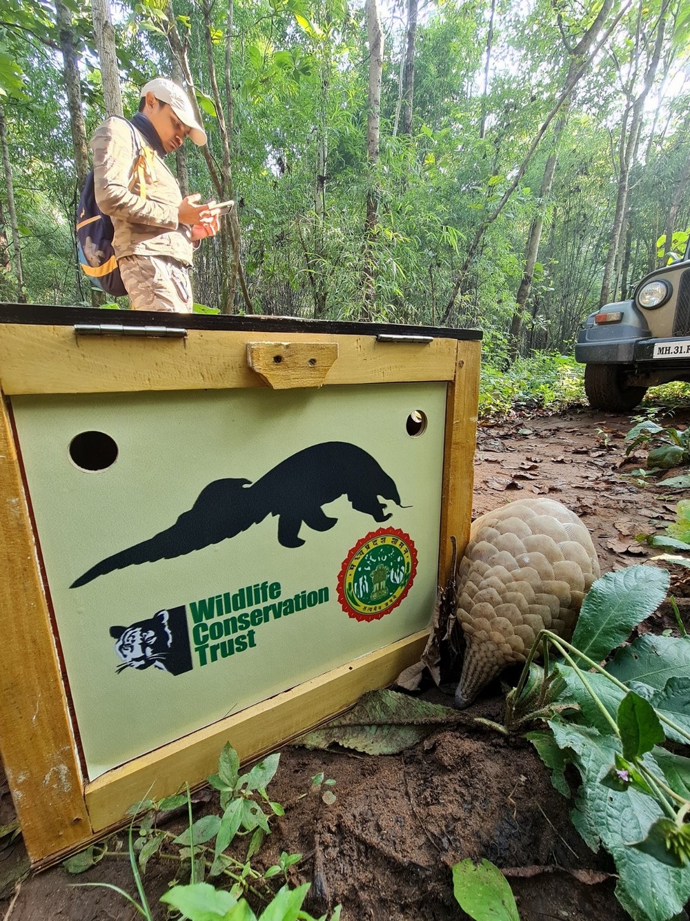 Man’s Best Friend: Sniffer Dogs Aid in Indian Pangolin Conservation - A tale of human-canine collaboration to save India’s elusive mammal. A rescued pangolin transported for release in a custom-made transport box to ensure its safety and cause minimal stress during transportation.