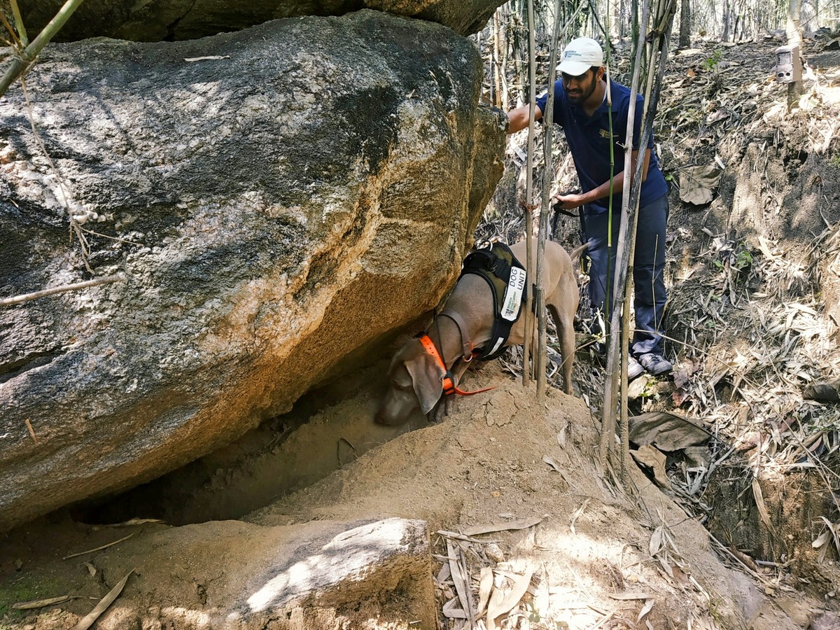 Man’s Best Friend: Sniffer Dogs Aid in Indian Pangolin Conservation - A tale of human-canine collaboration to save India’s elusive mammal. WCT’s conservation dog indicating the presence of a pangolin burrow. ©Vikrant Wankhade/WCT