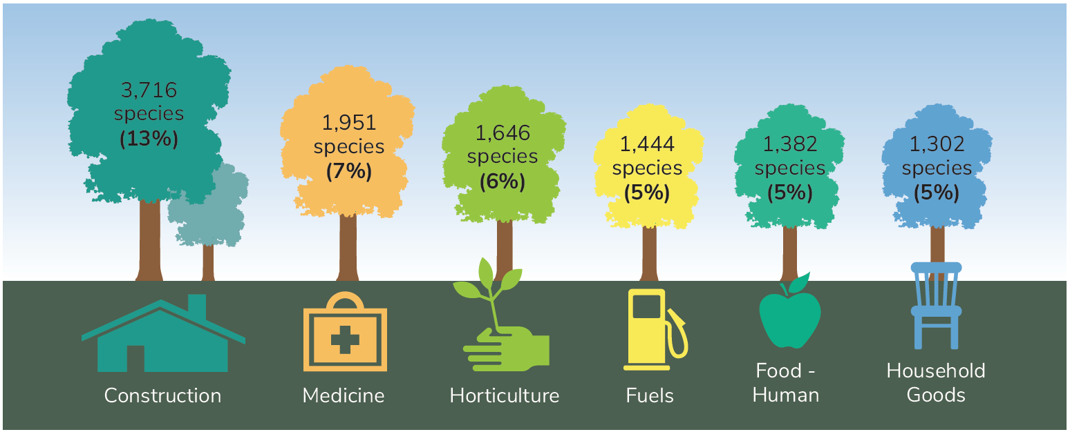The most common uses for trees as recorded on the IUCN Red list (2020.3). Infographic: State of the World’s Trees/ September 2021/ Botanic Gardens Conservation International.
