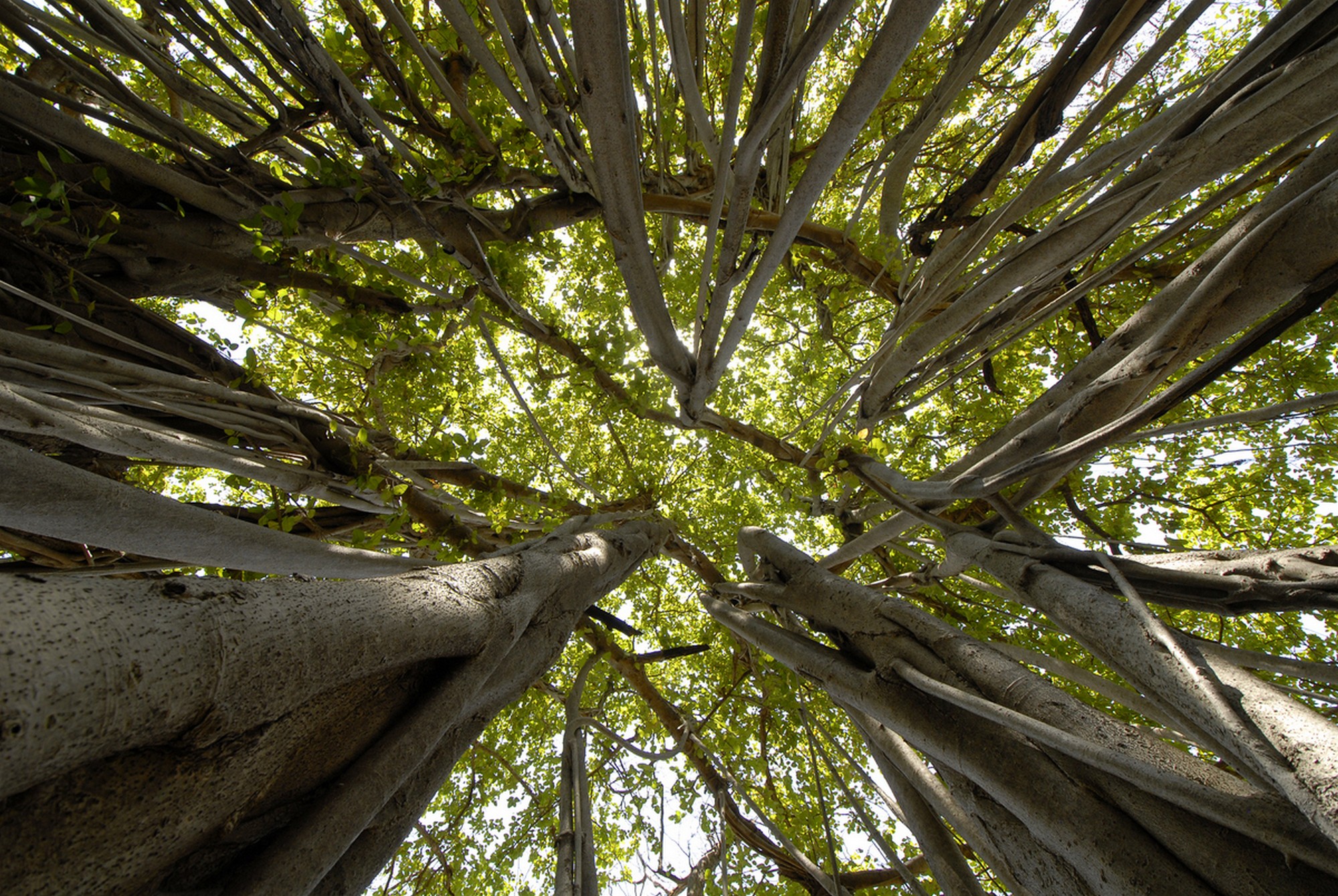 A Third of the World’s Trees Face Extinction - Trees are vital for life on Earth. They absorb carbon dioxide from the atmosphere and store it in trunks, leaves, branches, roots and in the soil. In return, they release oxygen, protect the soil from erosion, and play a crucial role in nutrient and water cycle. Photo: Dr. Anish Andheria.