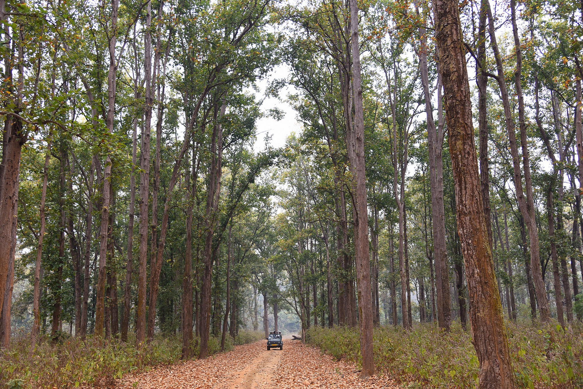 We must protect threatened trees and their ecosystems. This will safeguard biodiversity, support livelihoods, and ensure a healthy planet. Photo: Dr. Anish Andheria.