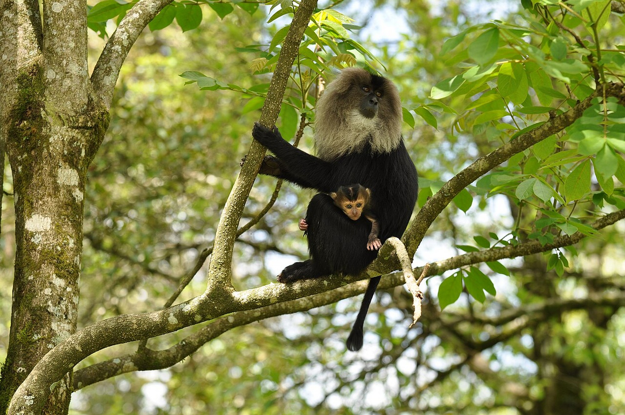 Trees play a pivotal role in shaping forests, and providing homes for approximately 50 percent of land-based plant and animal species globally. Photo: T. R. Shankar Raman/ Wikimedia Commons