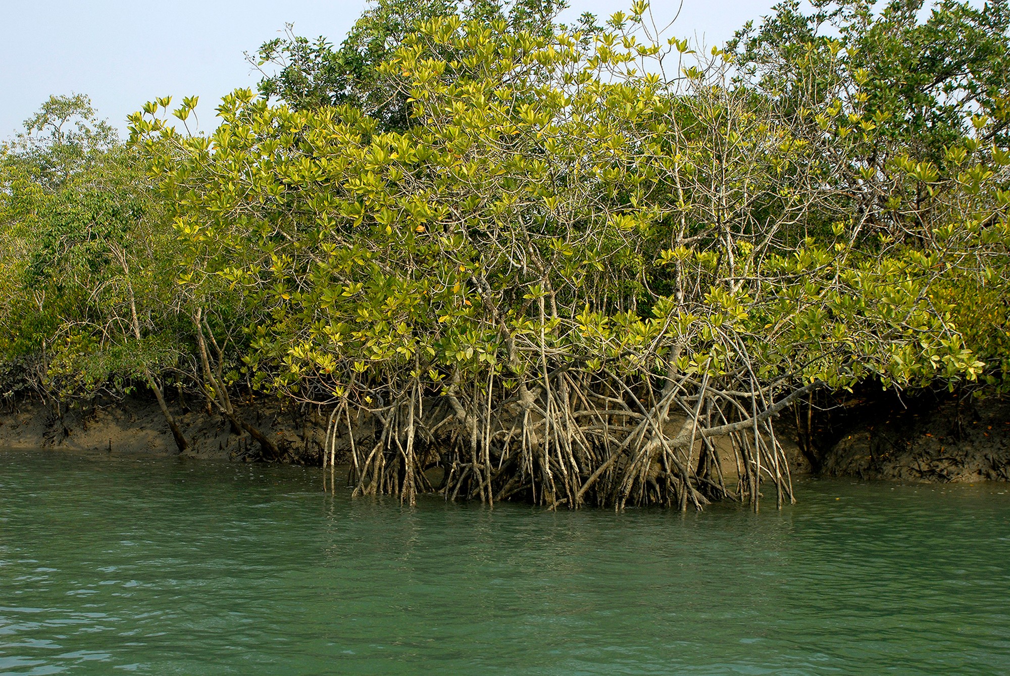 By binding and building soil, mangroves, often called the “coastal forests”, help to reduce erosion and keep pace with sea level rise. Their remarkable heat tolerance further enhances their ability to withstand the increasing impacts of climate change. Photo: Dr. Anish Andheria